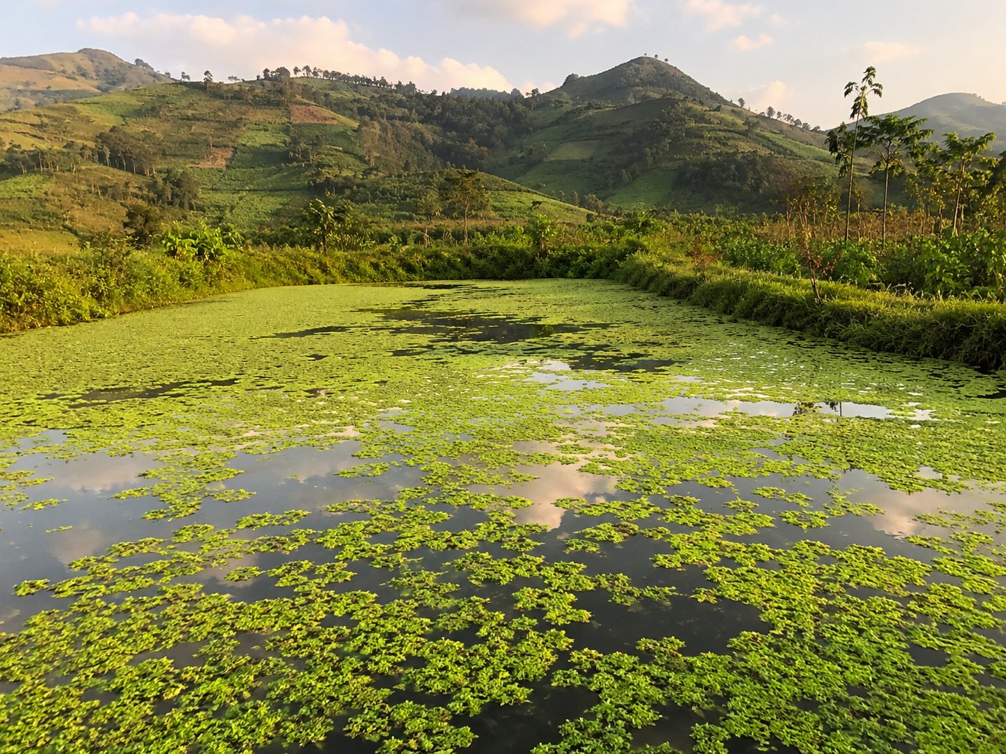 Rwandan farmer in green fields at sunset